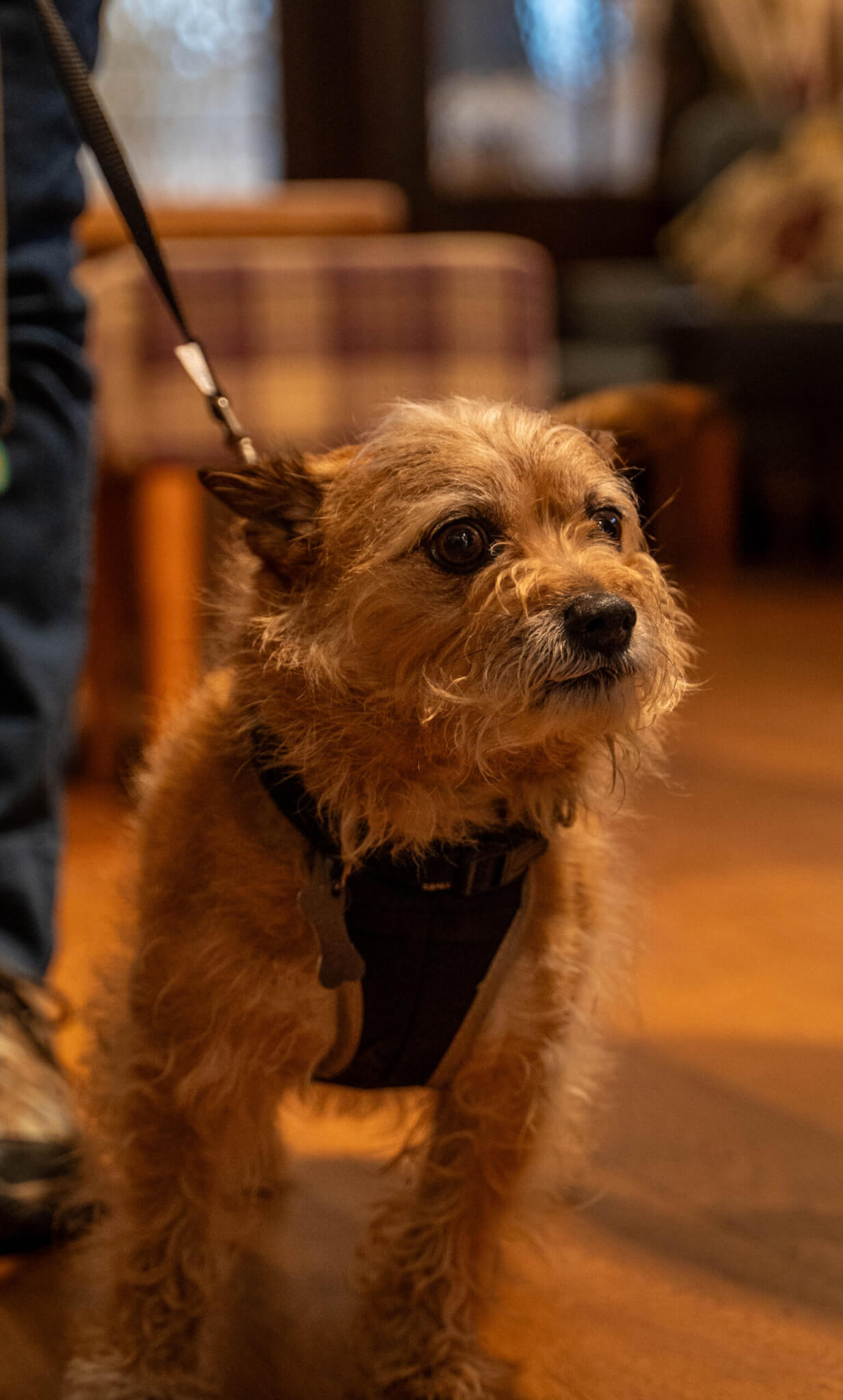 independent pub moreton in marsh about scaled