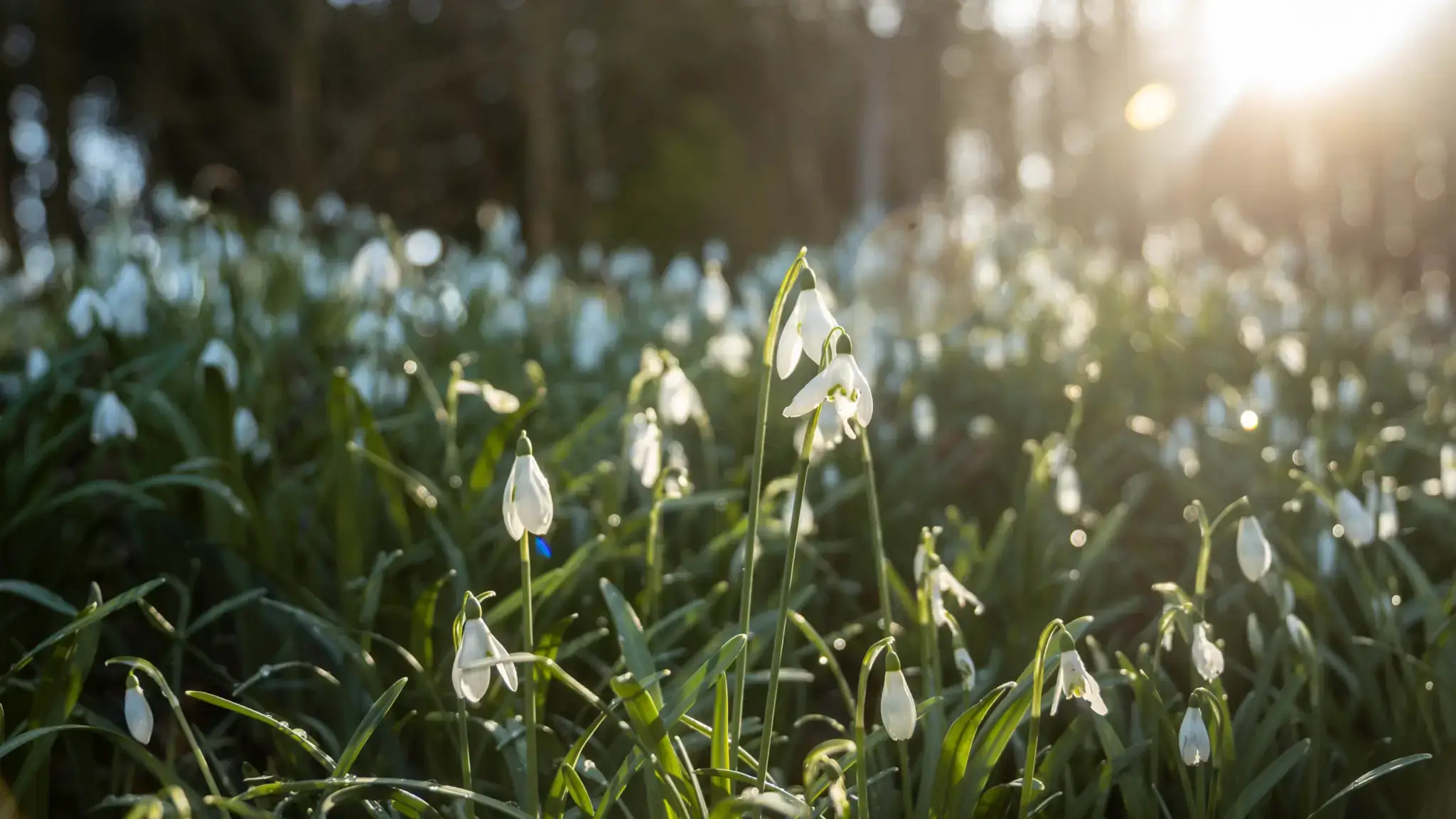 a life celebrated event